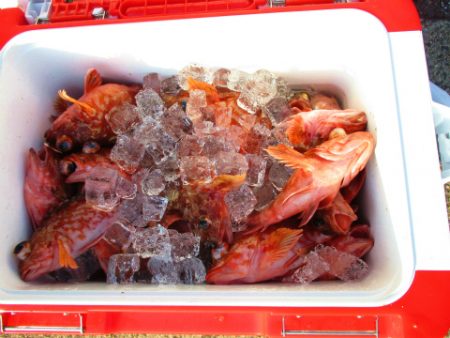 フィッシングガイド とちぎ 釣果