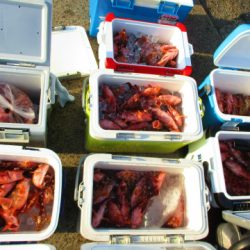 フィッシングガイド とちぎ 釣果