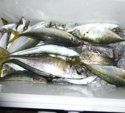 功成丸 釣果