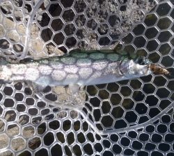 朝霞ガーデン 釣果