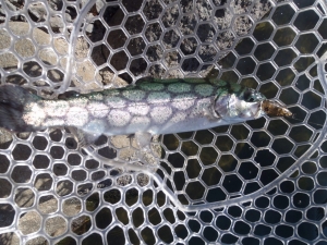 朝霞ガーデン 釣果