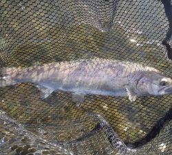 朝霞ガーデン 釣果