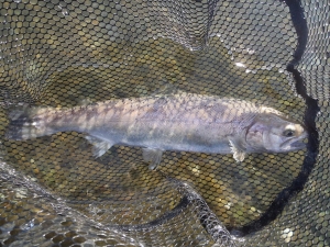 朝霞ガーデン 釣果