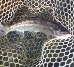 朝霞ガーデン 釣果