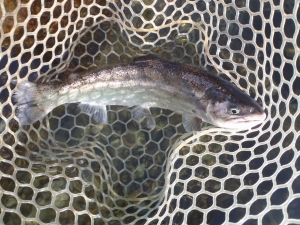 朝霞ガーデン 釣果