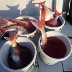 Aquanaut(アクアノート) 釣果