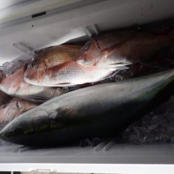 Aquanaut(アクアノート) 釣果