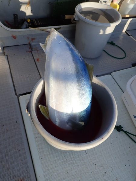 Aquanaut(アクアノート) 釣果