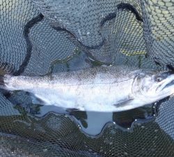 朝霞ガーデン 釣果