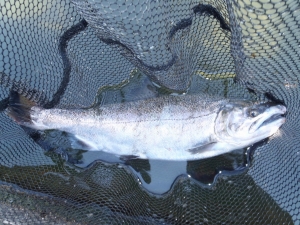 朝霞ガーデン 釣果