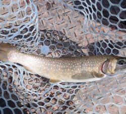 朝霞ガーデン 釣果