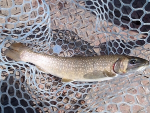 朝霞ガーデン 釣果