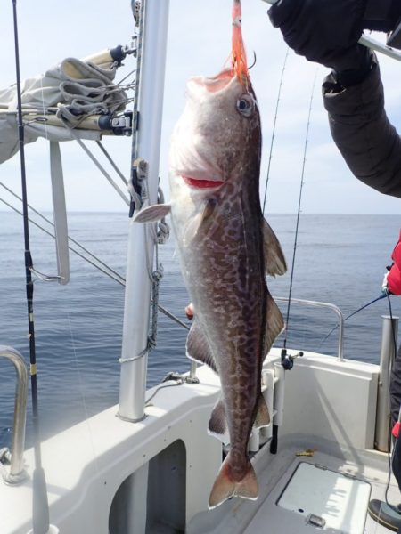 Aquanaut(アクアノート) 釣果