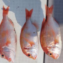 Aquanaut(アクアノート) 釣果