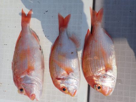 Aquanaut(アクアノート) 釣果