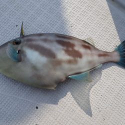 Aquanaut(アクアノート) 釣果