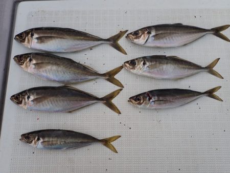 Aquanaut(アクアノート) 釣果