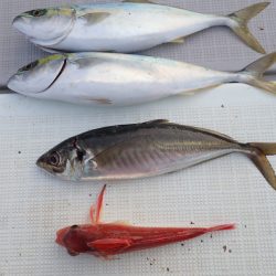 Aquanaut(アクアノート) 釣果