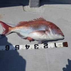 Aquanaut（アクアノート） 釣果