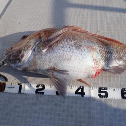 Aquanaut（アクアノート） 釣果