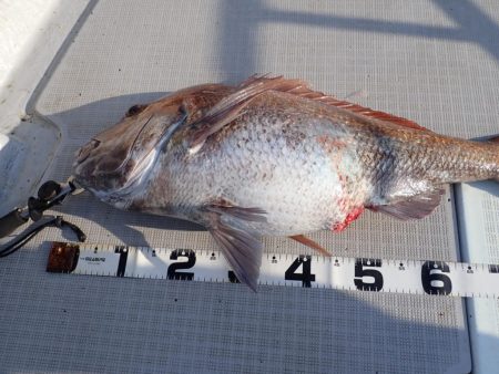 Aquanaut（アクアノート） 釣果