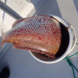 Aquanaut（アクアノート） 釣果