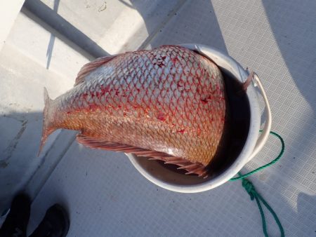 Aquanaut（アクアノート） 釣果