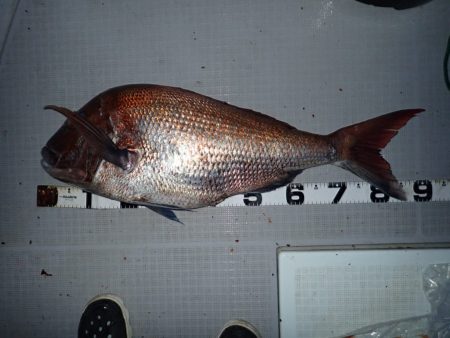 Aquanaut（アクアノート） 釣果