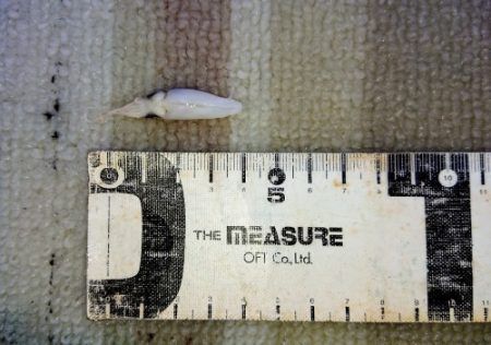 火遠理丸（ほおりまる） 釣果