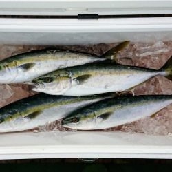 火遠理丸（ほおりまる） 釣果