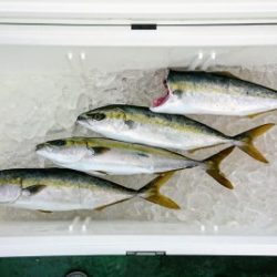 火遠理丸（ほおりまる） 釣果