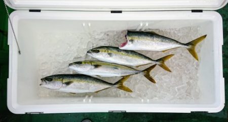 火遠理丸（ほおりまる） 釣果