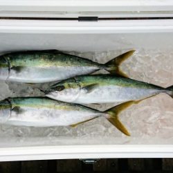 火遠理丸（ほおりまる） 釣果