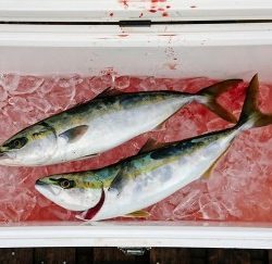 火遠理丸（ほおりまる） 釣果