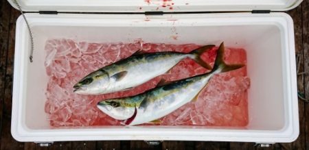 火遠理丸（ほおりまる） 釣果