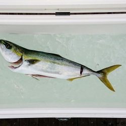 火遠理丸（ほおりまる） 釣果