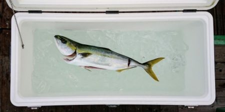 火遠理丸（ほおりまる） 釣果