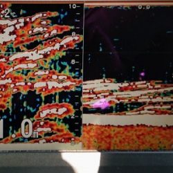 火遠理丸(ほおりまる) 釣果