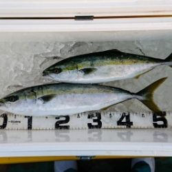 火遠理丸(ほおりまる) 釣果