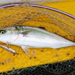 火遠理丸(ほおりまる) 釣果