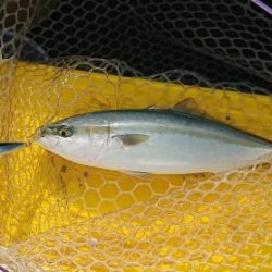 火遠理丸(ほおりまる) 釣果