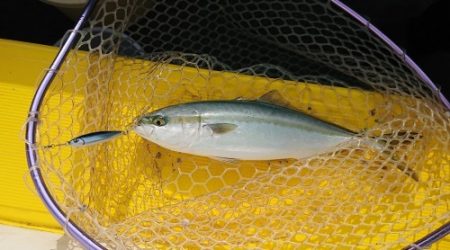 火遠理丸(ほおりまる) 釣果