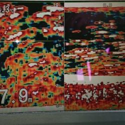 火遠理丸(ほおりまる) 釣果