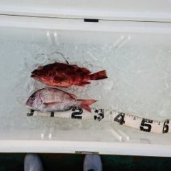 火遠理丸（ほおりまる） 釣果