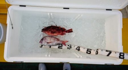 火遠理丸（ほおりまる） 釣果