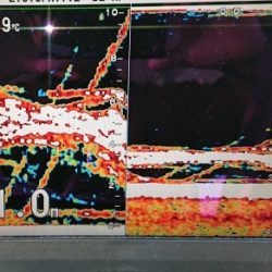 火遠理丸（ほおりまる） 釣果