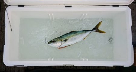 火遠理丸（ほおりまる） 釣果