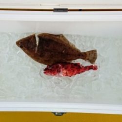 火遠理丸（ほおりまる） 釣果