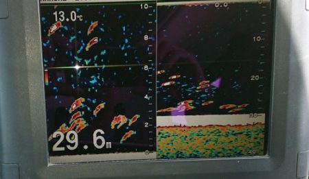 火遠理丸（ほおりまる） 釣果