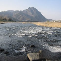 狩野川(狩野川漁業協同組合) 釣果